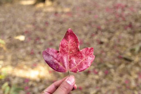 Left hand hold maple leaf. Foto stock