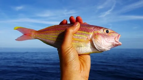 A left hand holding a big fresh ornate threadfin bream with blue sea background Stock Footage 76852703
