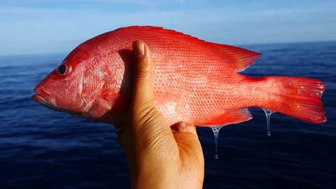 A left hand holding a big fresh red snapper with sea and blue sky background Video stock 76852706