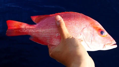 A left hand holding a big fresh red snapper with blue sea Stock Footage 81206505