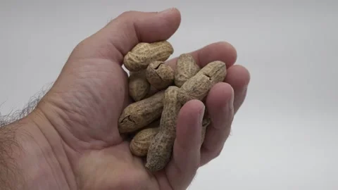 Left hand holding peanuts in shells in front of a white background Stock Footage 287331994