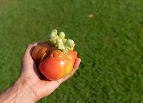 Left hand holding raw flawed tomato over green Foto stock