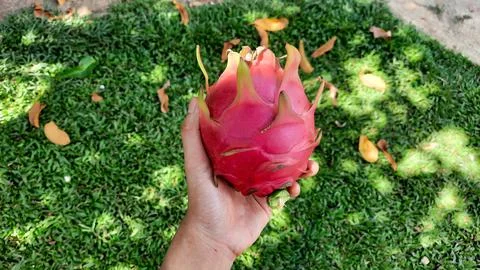 Left hand holding red dragon fruit on green grass background 02 Stock Photos