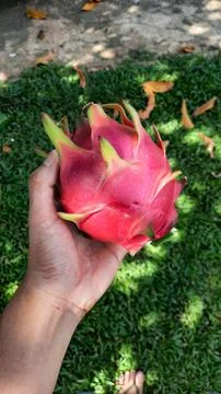 Left hand holding red dragon fruit on green grass background 01 Stock Photos