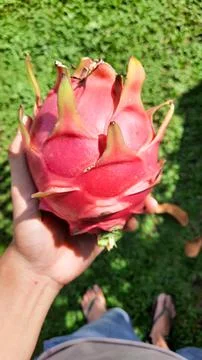 Left hand holding red dragon fruit on green grass background 03 Stock Photos