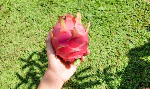 Left hand holding red dragon fruit on green grass background 04 Stock Photos