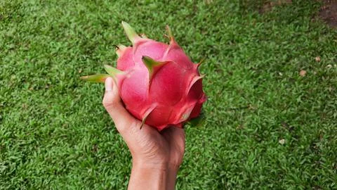 Left hand holding red dragon fruit on green grass background 05 Stock Photos