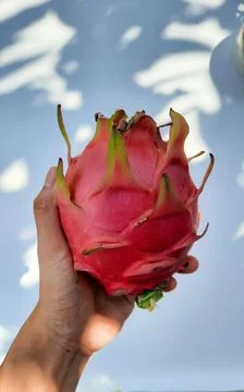 Left hand holding red dragon fruit on white background Stock Photos