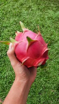 Left hand holding red dragon fruit on green grass background 06 Stock Photos