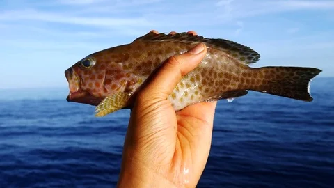 A left hand holding a Yellow-Spotted Grouper Stock Footage 81206103