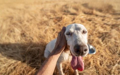 Left hand stroking pointer pedigree dog head Stock Photos