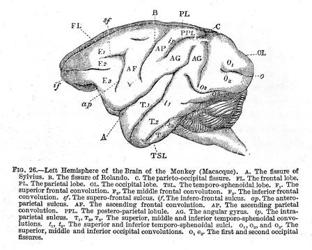 Left hemisphere of brain of monkey, "The functions of the brain", Ferrier 187 스톡 일러스트