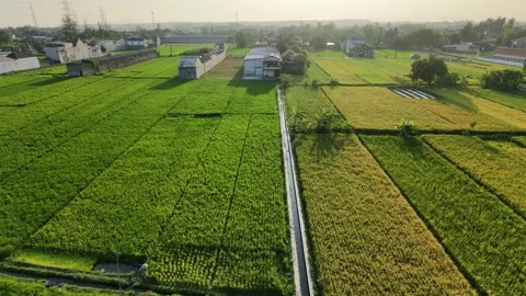 Left moving aerial drone view of green and golden rice fields and rural village. Vídeo Stock 342092298