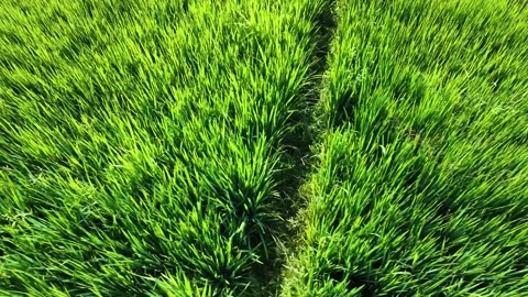 Left moving aerial drone view of lush green rice paddy field. Vídeo Stock 342092911