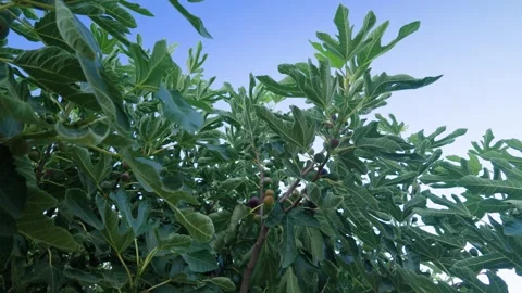 Left Pan and Orbit Around Ficus Carica Fig Tree 스톡 동영상 341487575