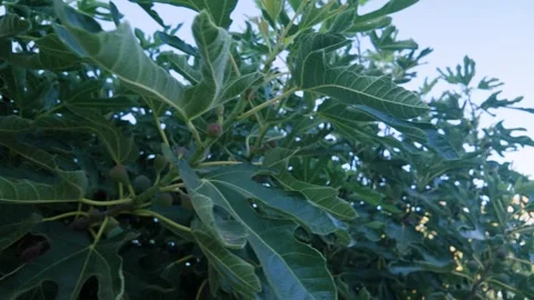Left Pan and Tilt Across Ficus Carica Fig Tree 스톡 동영상 341487001