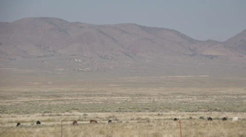Left Pan of Free Range Cattle in the Desert Stock Footage 55377648
