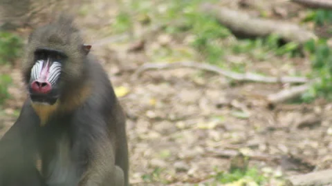 Left pan to Mandrill sitting alone in the forest. Stock Footage 137640277