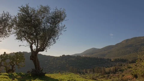 Left Pan, olive tree, Galilee Israel time lapse Stock Footage 101933797