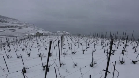 Left Pan over snowed in Vineyard Stock Footage 72534708