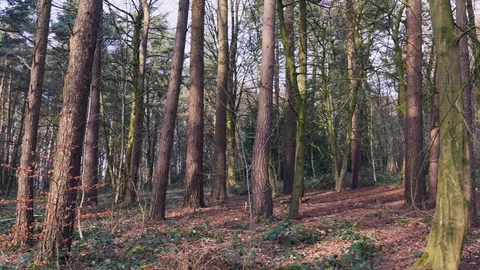 Left Pan Shot of Dense Forest Vídeo Stock 126075096