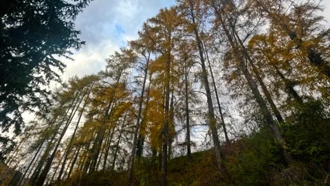 Left pan of tall yellow trees  Video stock 321282970