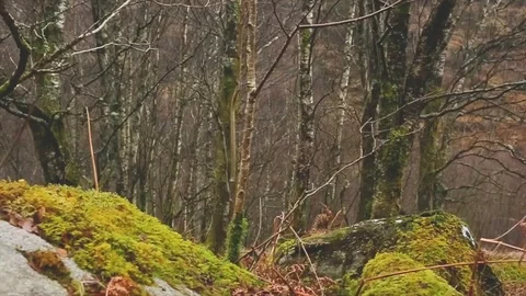 Left pan to winter forest Stock Footage 122135663