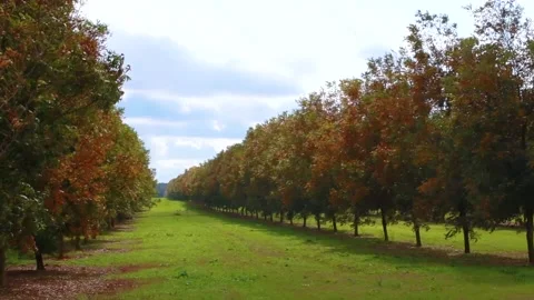 Left pan of young pecan trees Stock Footage 143219352
