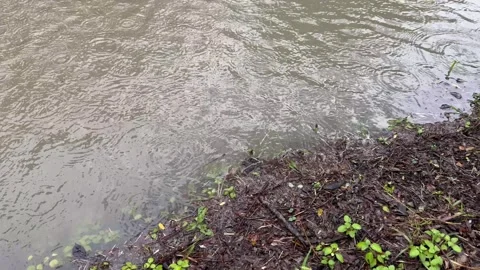 Left panning shot of light rain falling on pond surface with shoreline. Stock Footage 346472325