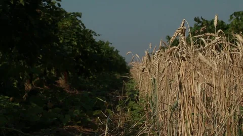 The left part of the frame in the shadow of the vineyards Stock Footage 74479563