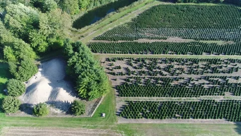 Left Right Aerial Pan Over Pine Tree Nursery Near Sand Mountains Stock Footage 164775230
