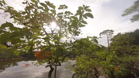 Left-to-right dolly past bonsai trees Morikami Garden, Delray Beach, Florida Stock Footage 200890476