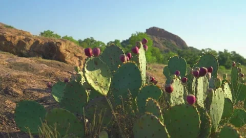 Left To Right Dolly Wide Angle Shot Of Texas Cactus at Enchanted Rock Stock-Footage 161487547