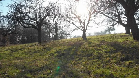 Left to right drone flight along trees over grass Stock Footage 103155855