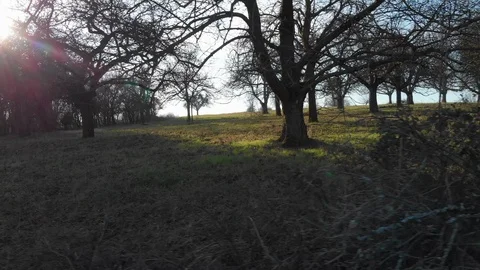 Left to right drone flight along trees over grass Stock Footage 103186665