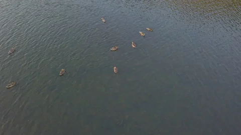 Left To Right Drone Shot Ducks Swimming In A Pond Stock Footage 159505334