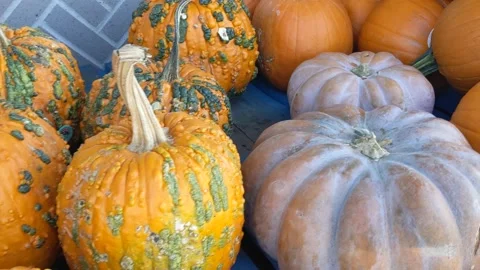 Left to right flyover of variety of pumpkins on display outside grocery market Vídeo Stock 140416555