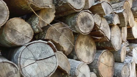 Left to right motion of dried out cracking firewood stacked and piled up Vídeos de archivo 132607193