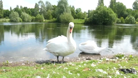 Left to right movement around 2 swans sat next to a pond Stock Footage 288011755