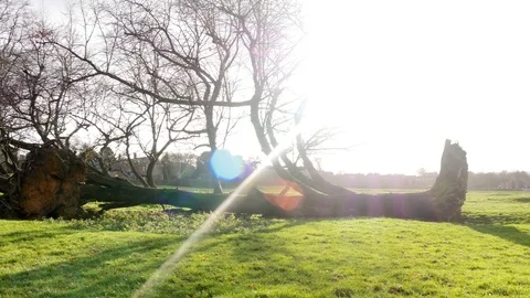 Left to right pan across 2 trees that have been felled in a storm Stock-Footage 122209406