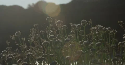 Left to right pan of beautiful flowers at sunset lens flares and golden light Stock Footage 172531172
