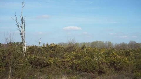 Left to right pan: dead silver birch and green bushes with yellow flowers Stock Footage 241191318