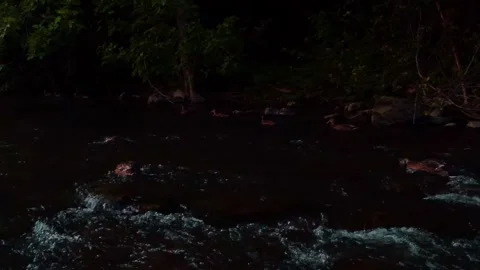 Left to right pan of ducks swimming and walking along a creek Stock Footage 247428608