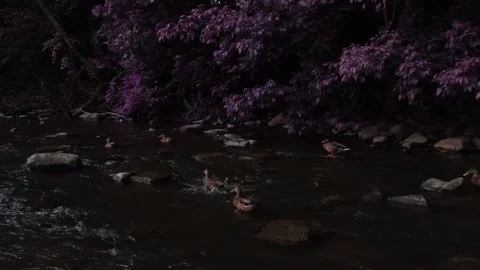 A left to right pan of ducks swimming next to purple leaves Stock Footage 247428678