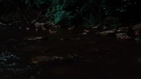 Left to right pan of ducks swimming and playing alongside cyan trees Stock Footage 247428788