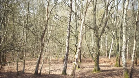 Left to right pan of forest of silver birch (Betula Pendula) trees Stock Footage 241191302