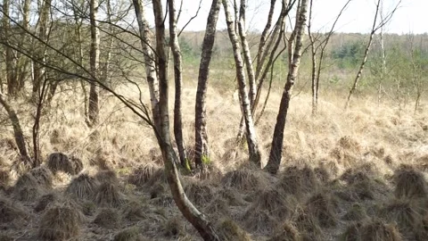 Left to right pan: grove of silver birch (Betula pendula) trees Stockbeeldmateriaal 241191320