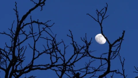 Left to right pan of the moon at night behind a tree Stock Footage 126714716