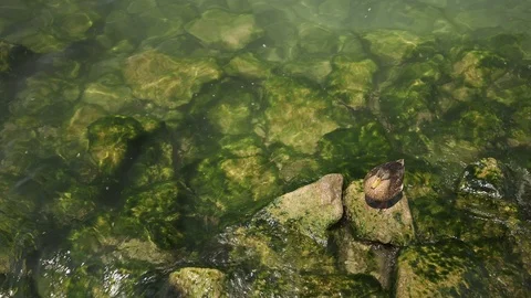 Left to right pan real time wide shot of a duck sitting on a rock and basking in Видео 122288647