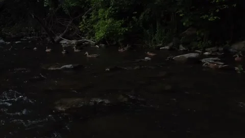 Left to right pan of swimming ducks from farther back Stock Footage 247428618